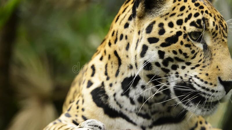 Jaguar Cat Close Up