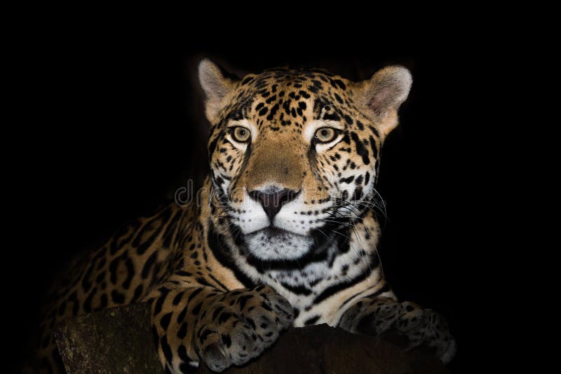 Jaguar closeup in jungle on black background royalty free stock photography
