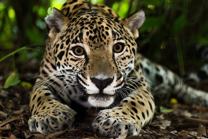 Jaguar closeup in jungle royalty free stock images
