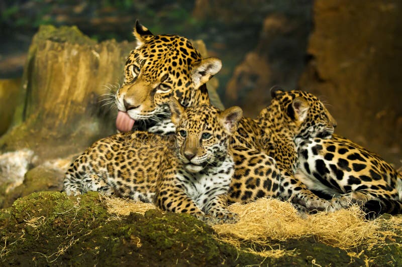 Young Jaguar, Friendly Animals At The Prague Zoo. Stock Photo Image of camouflage, friendly
