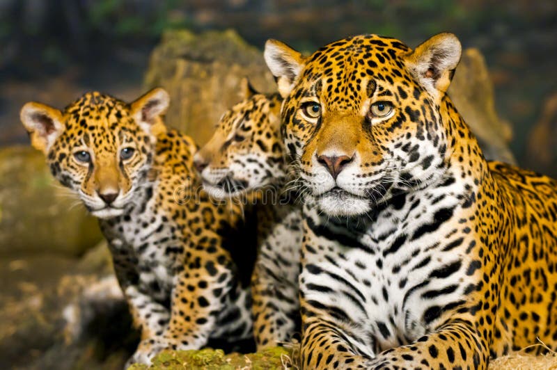 Jaguar Cubs stock photo. Image of front, color, animal - 29253386 Jaguar Cubs stock photo. Image of front, color, animal - 29253386