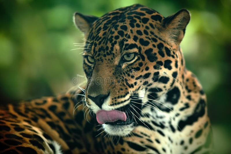 jaguar Detail hoofdportret van wilde kat Groot dier in de aardhabitat Jaguar in het tropische bos van Costa Rica