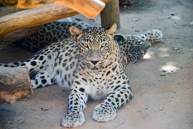 Jaguar die op een strand rusten royalty-vrije stock fotografie Jaguar die op een strand rusten royalty-vrije stock fotografie