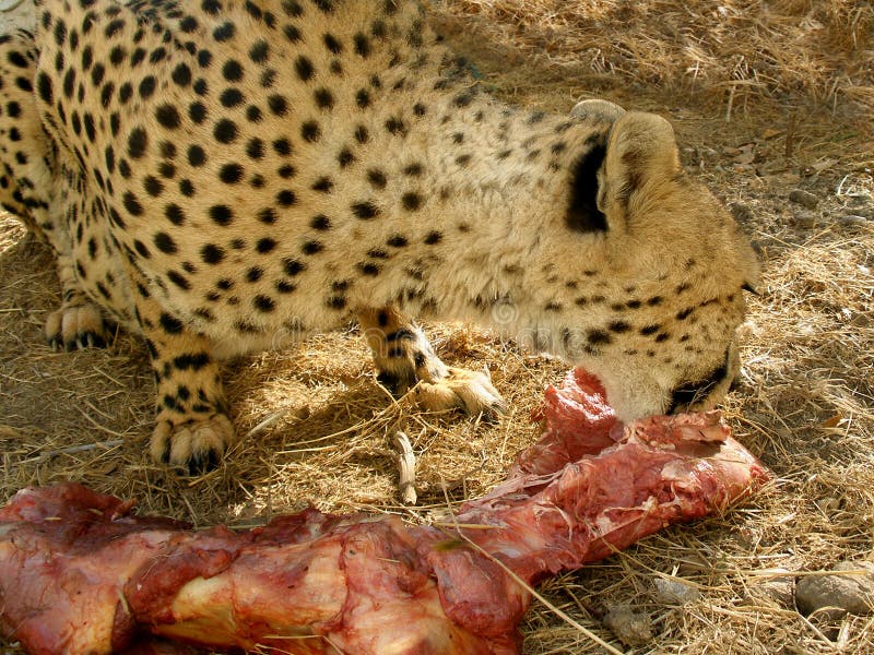 Jaguar eat meat stock image. Image of grass, eating, feeding - 3170355