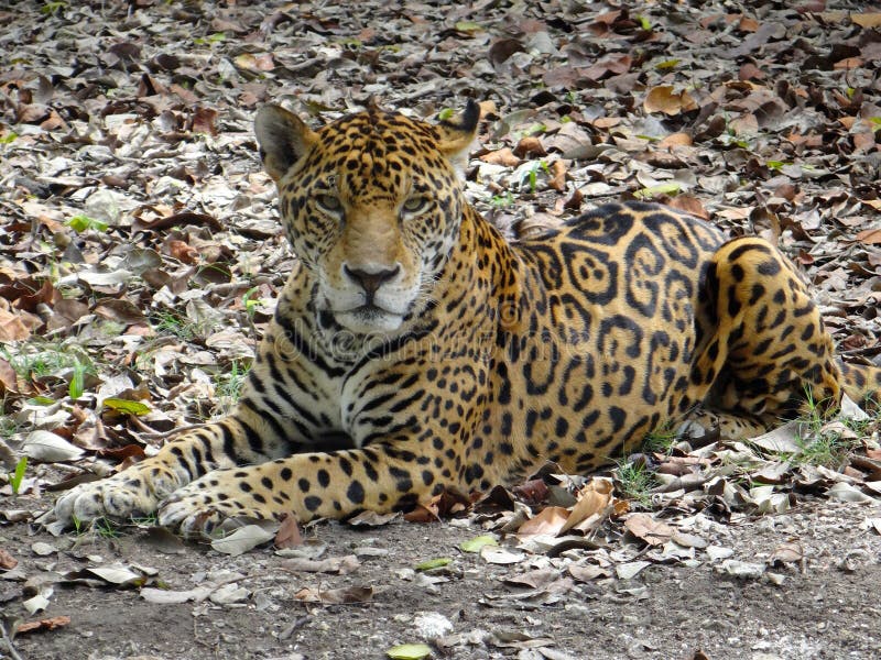 Jaguar is a Cat, a Feline in the Panthera Genus Stock Image - Image of  lion, leopard: 139747609