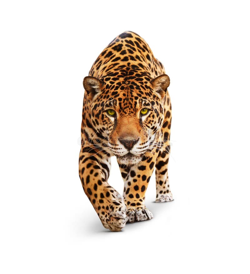 Jaguar - front view, isolated on white, shadow. royalty free stock photo