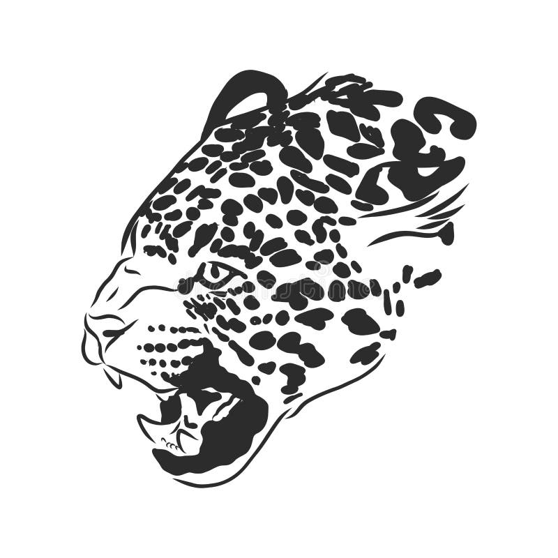 Jaguar. Hand Drawn Sketch Illustration Isolated on White Background ...