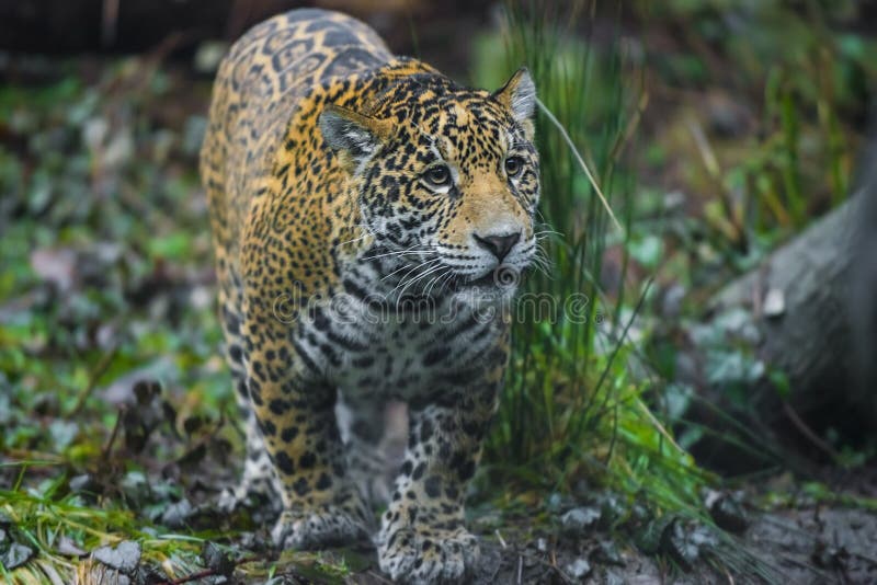 jaguar im dschungel stockfoto bild von leopard säugetier