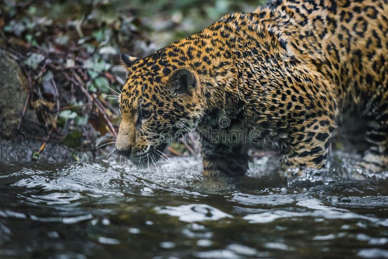 jaguar im dschungel stockfoto bild von leopard säugetier