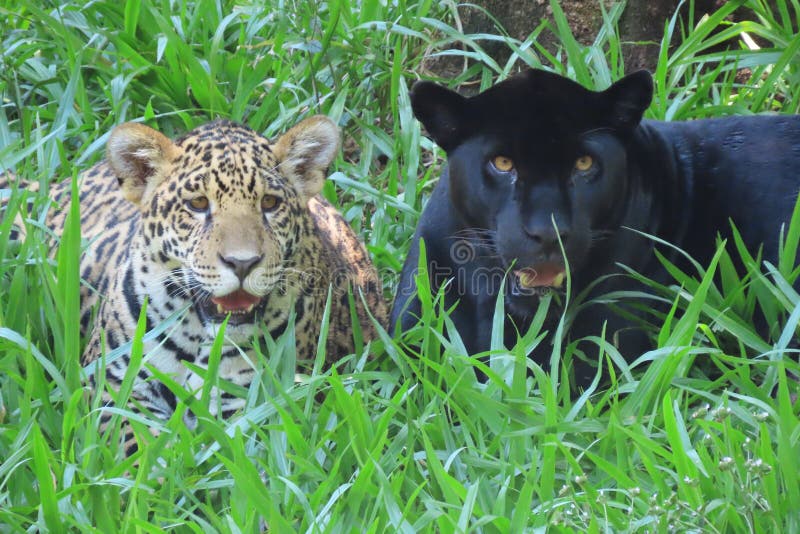 Jaguar in Its Natural Habitat Stock Photo - Image of nature, habitat:  169432638