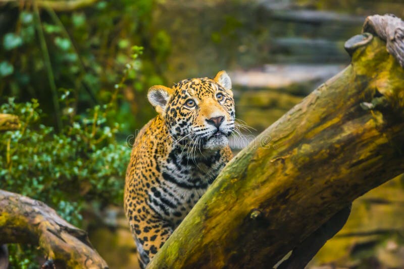 Jaguar in the Jungle stock photo. Image of swim, panther - 36153082