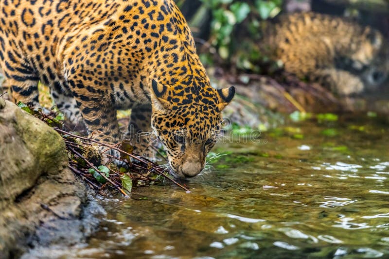 Jaguar In The Jungle Stock Photography - Image: 36152972