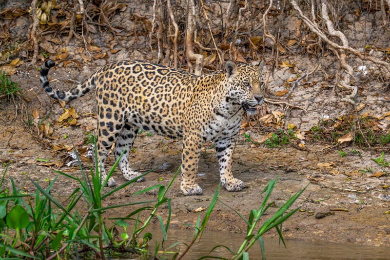 Jaguar Jungle prowler royalty free stock photo