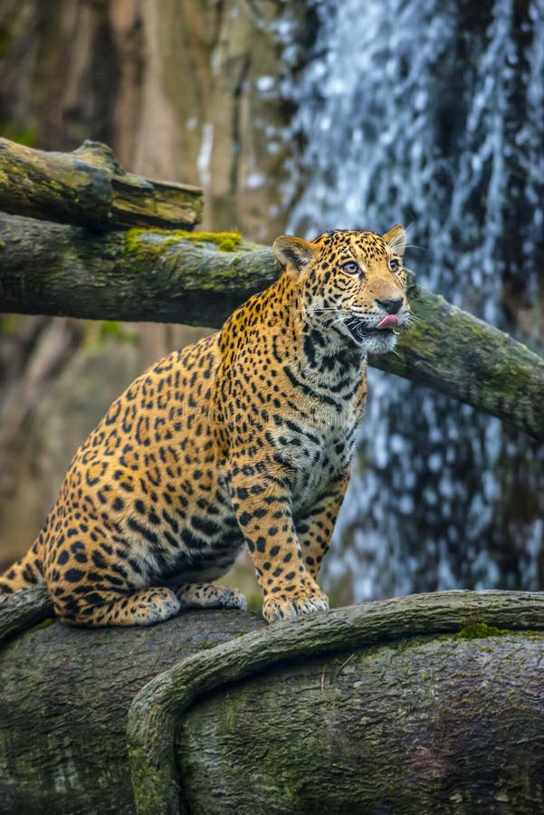 Jaguar in the Jungle stock image. Image of stripe, outside - 36153131