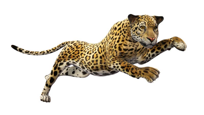 Jaguar Leaping, Wild Animal Isolated on White Stock Illustration -  Illustration of feline, leap: 68453286