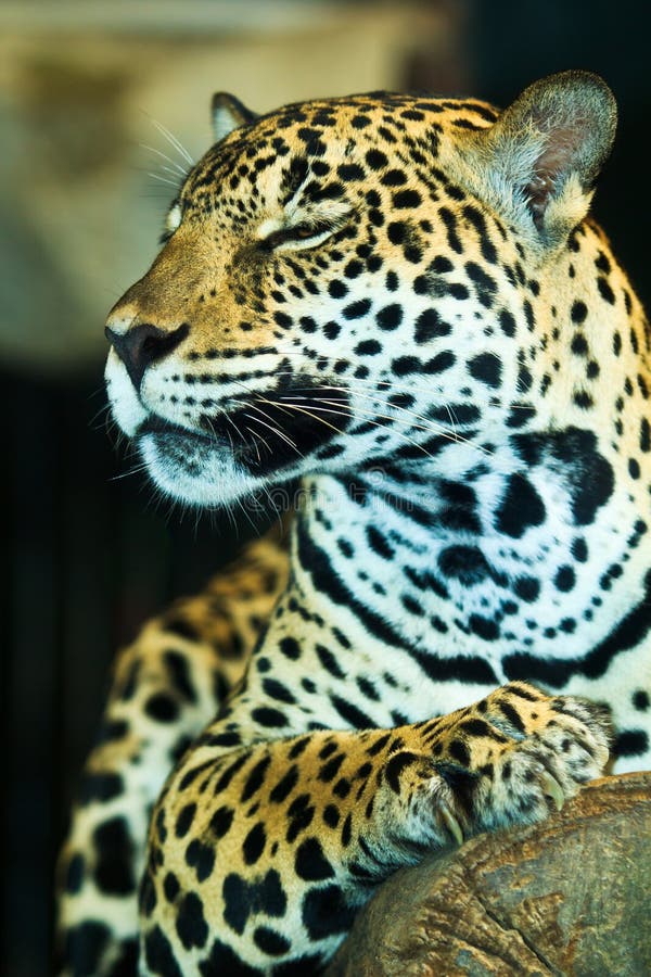 Jaguar stock photo. Image of face, leopard, outdoors - 36340848 Jaguar stock photo. Image of face, leopard, outdoors - 36340848