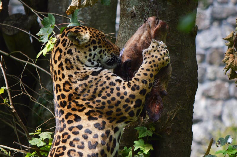 Jaguar mangeant un festin image stock. Image du carnassier 36570429