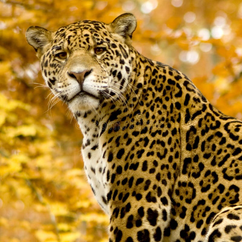 Jaguar - onca del Panthera imagen de archivo libre de regalías Jaguar - onca del Panthera imagen de archivo libre de regalías