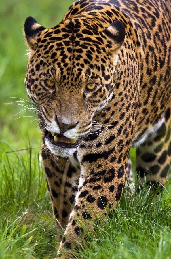 Jaguar - onca del Panthera - el Brasil fotografía de archivo libre de regalías Jaguar - onca del Panthera - el Brasil fotografía de archivo libre de regalías