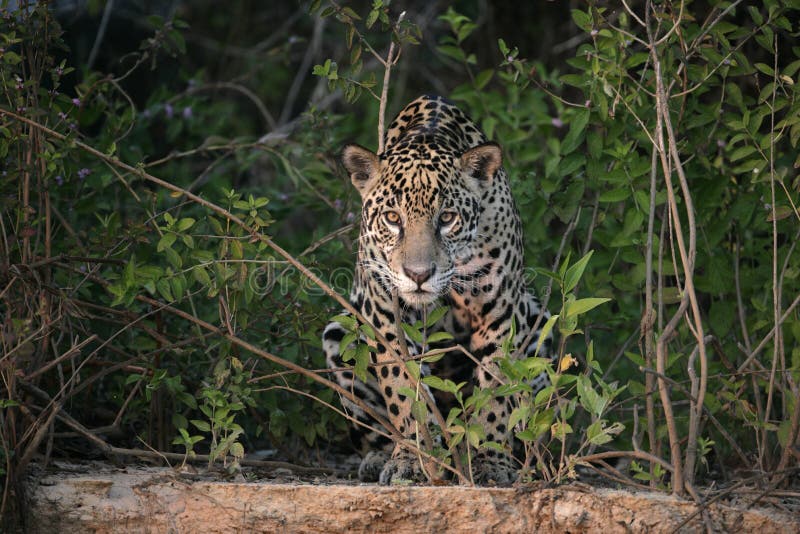 Jaguar, onca della panthera fotografia stock Jaguar, onca della panthera fotografia stock