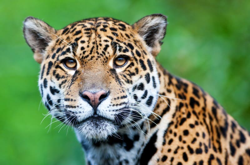 Jaguar - onca do Panthera