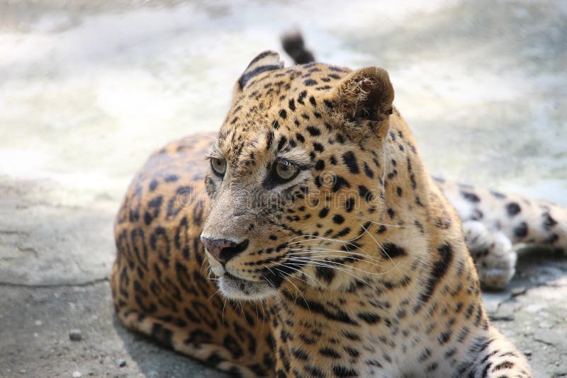 Jaguar - Panther in India. stock photo. Image of closeup - 80173914