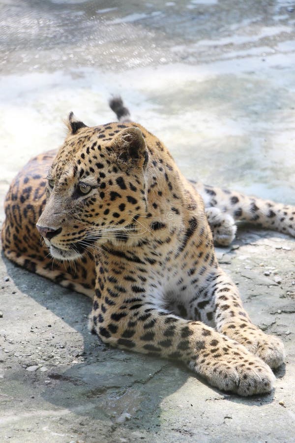 Jaguar - Panther in India. stock photo. Image of beautiful - 80174208
