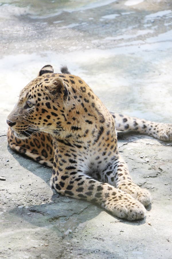 Jaguar - Panther in India. stock image. Image of cheetah - 80174271