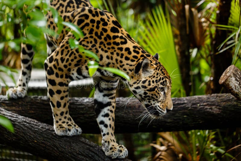 Jaguar, Panthera onca, climbs on a log
