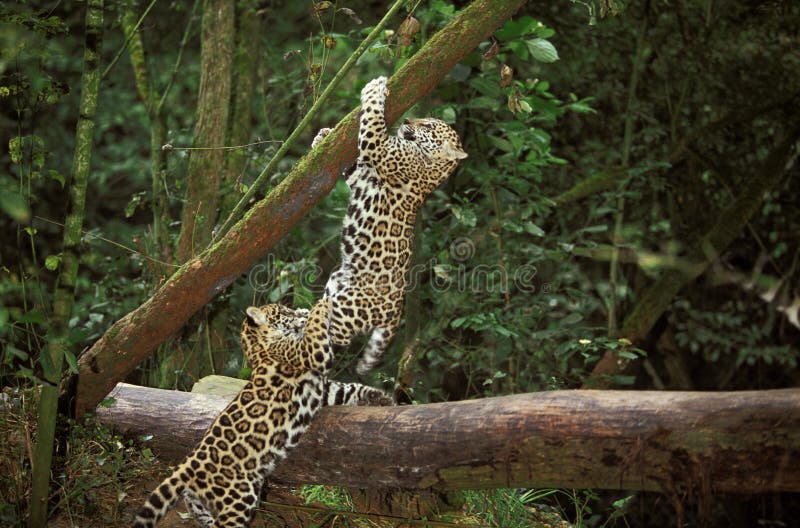 Jaguar, Panthera Onca, Cub Playing on Branch Stock Photo - Image of