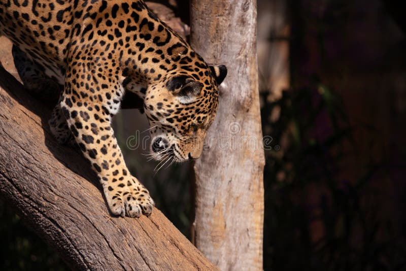 Jaguar Profile Portrait Walking Stock Image - Image of environment,  blurred: 220881049