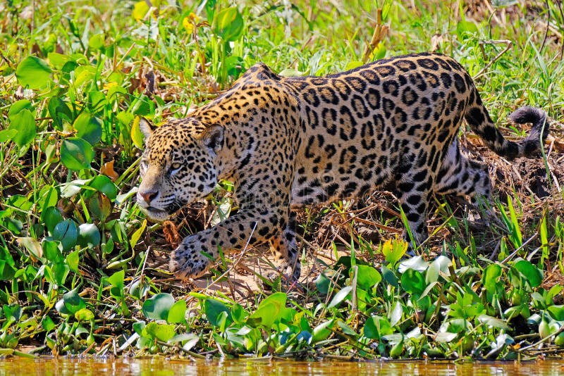 Jaguar, Panthera Onca, on the Hunt, Cuiaba River, Porto Jofre, Pantanal ...