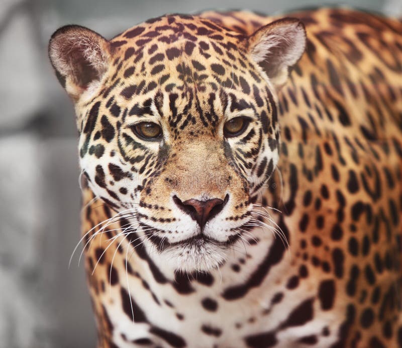 Jaguar - Panthera onca. Wildlife