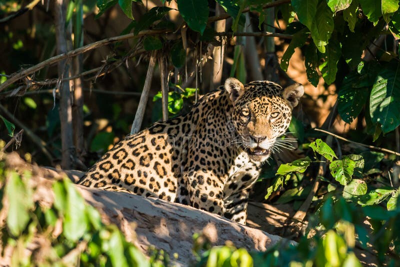 Jaguar peruvian amazonki dżungla Madre De Dios Peru