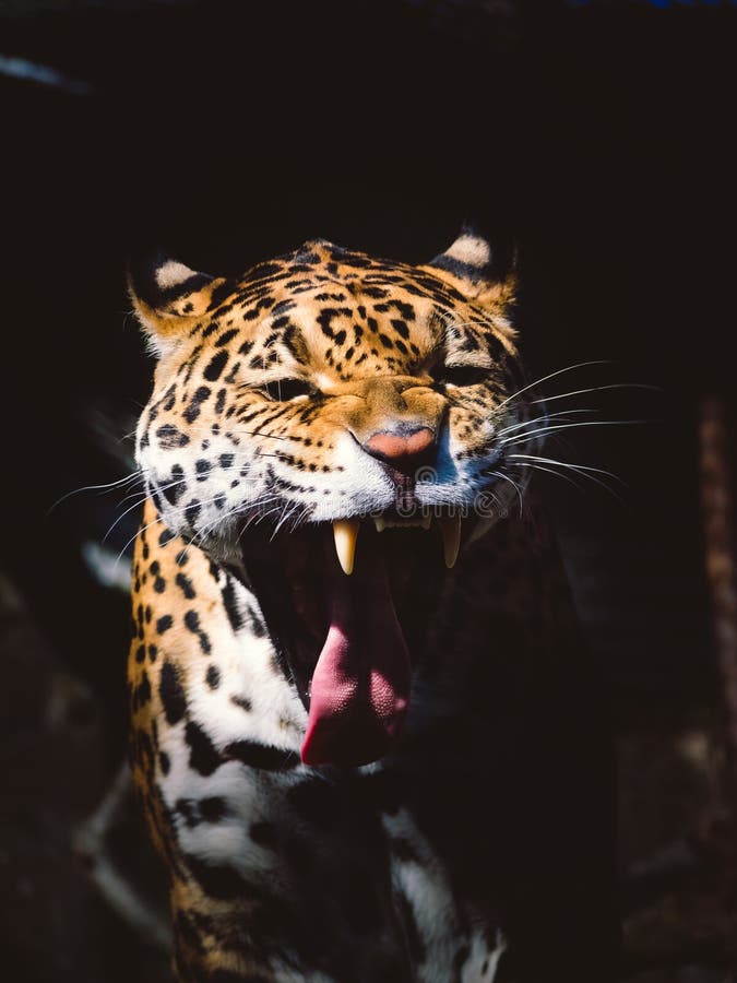 Jaguar roar stock photo. Image of yellow, danger, central - 19179042