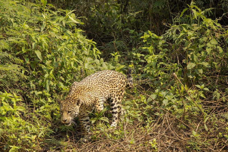 Jaguar salvaje que camina sobre malas hierbas y vides foto de archivo libre de regalías Jaguar salvaje que camina sobre malas hierbas y vides foto de archivo libre de regalías