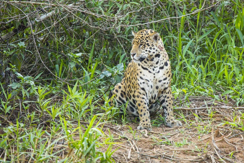 Jaguar salvaje que se sienta en el claro de la selva fotos de archivo libres de regalías Jaguar salvaje que se sienta en el claro de la selva fotos de archivo libres de regalías
