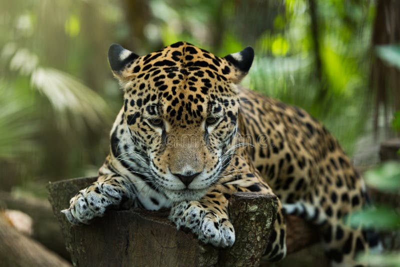 Jaguar sleeping on log closeup in jungle royalty free stock photography