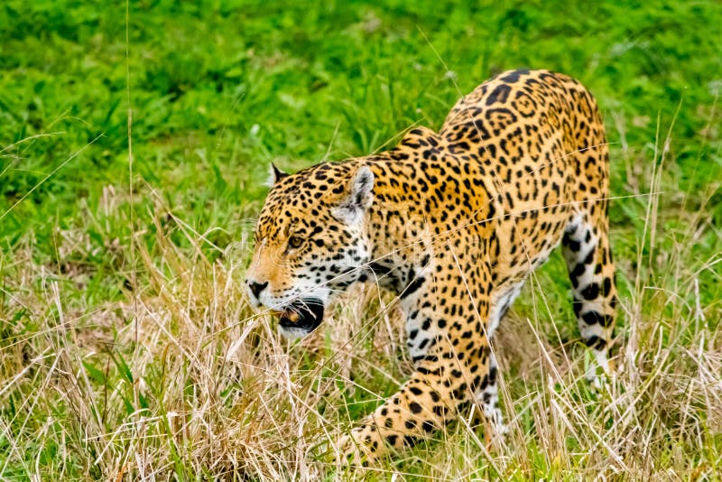 Jaguar Sneaks through the Grass Stock Photo - Image of conservation ...
