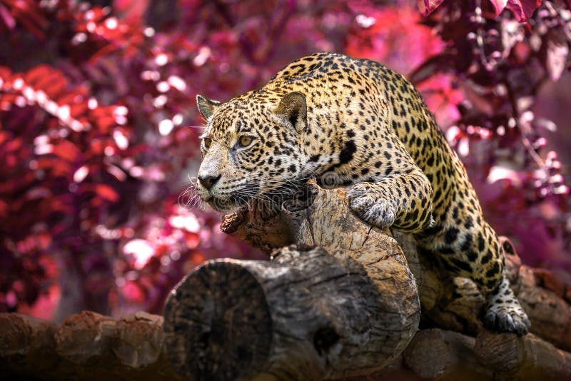 Jaguar som solbadar lögn på träna i den naturliga atmosfären royaltyfria bilder Jaguar som solbadar lögn på träna i den naturliga atmosfären royaltyfria bilder