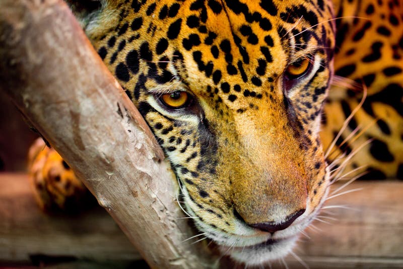 Real jaguar skin stock image. Image of skin, expression 66735019