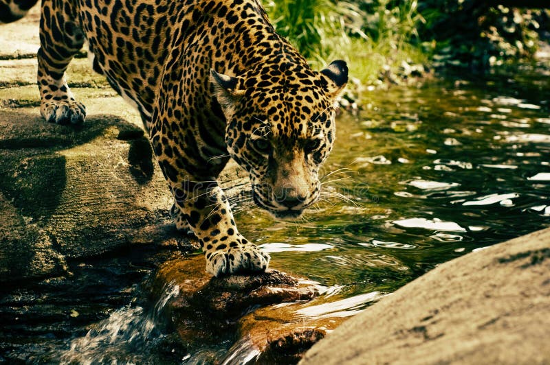 Jaguar, Wildlife, Mammal, Terrestrial Animal Picture. Image 100397283