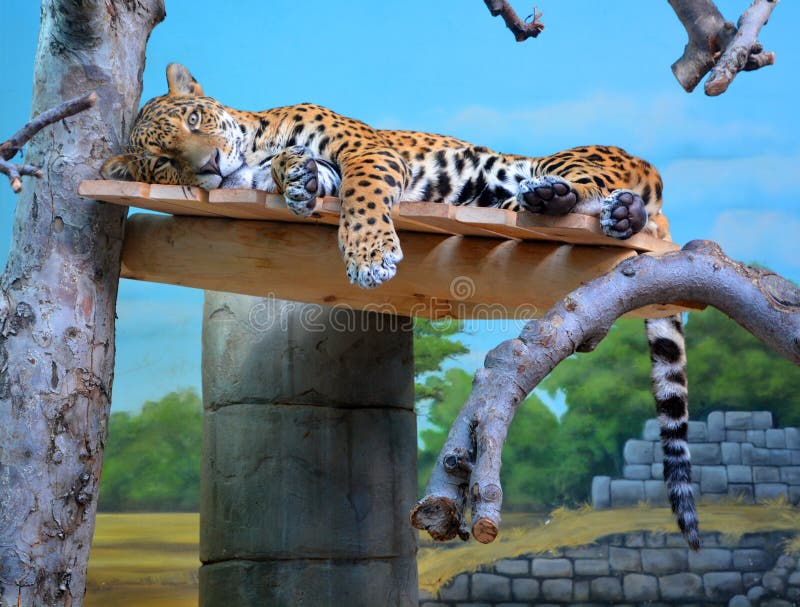 Jaguar é um felino no gênero pantera apenas espécies de pantera existentes