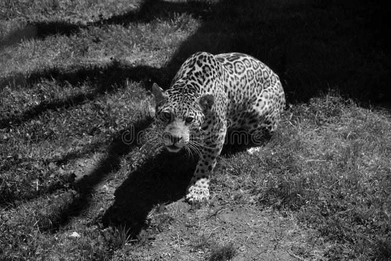Jaguar é um gato felino no gênero pantera apenas espécies de pantera existentes