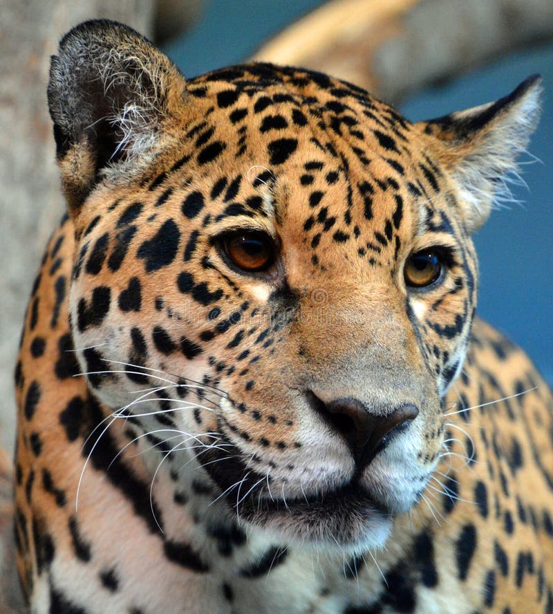 Jaguar é um gato felino no gênero pantera apenas existente