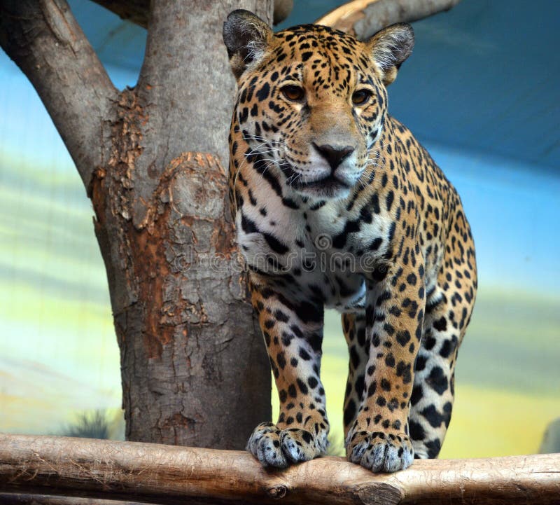 Jaguar é um gato felino no gênero pantera apenas existente
