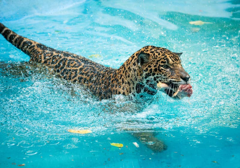 Jaguar tiger eating stock photo. Image of ungle, hunter 53559194