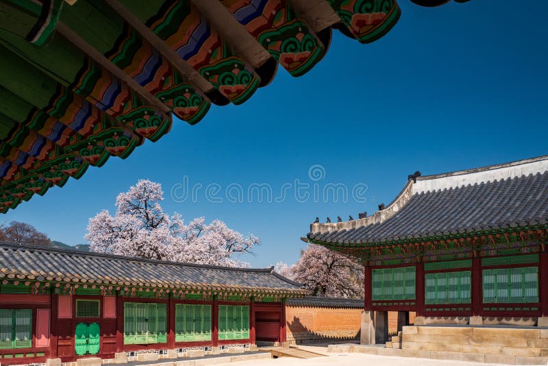 Jagyeongjeon in Gyeongbokgung Palace with Cherry blossoms, Seoul, South Korea. Jagyeongjeon, the living quarters for Queen Dowager Jo, in Gyeongbokgung Palace royalty free stock image Jagyeongjeon in Gyeongbokgung Palace with Cherry blossoms, Seoul, South Korea. Jagyeongjeon, the living quarters for Queen Dowager Jo, in Gyeongbokgung Palace royalty free stock image