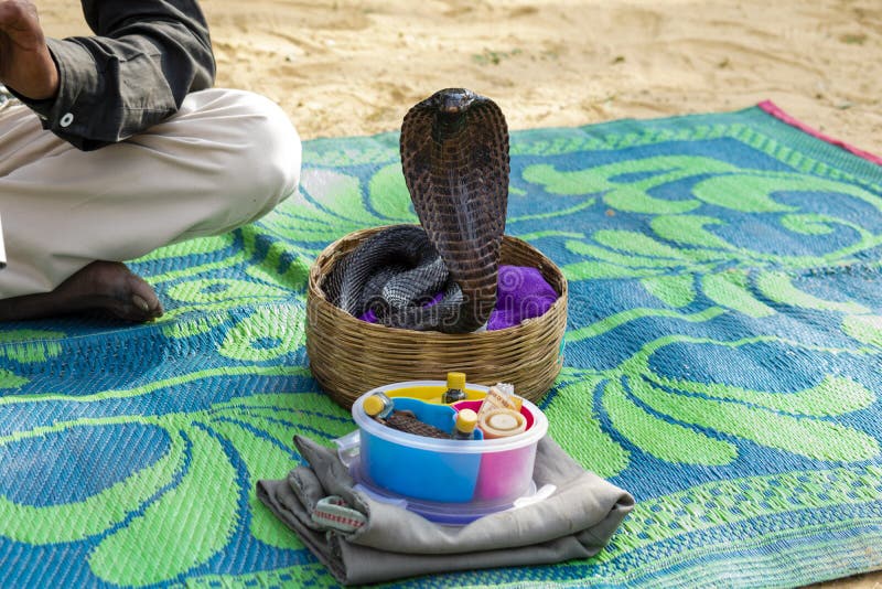 A black trained Indian cobra stock photography A black trained Indian cobra stock photography