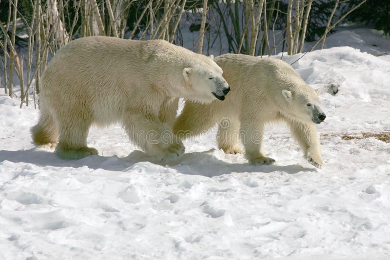 These two polar bears were in mating mode. These two polar bears were in mating mode